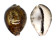 CYPRAEIDAE CYPRAEA TIGRIS shell