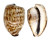 CYPRAEIDAE CYPRAEA TIGRIS shell