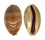 CYPRAEIDAE LYNCINA LEVIATHAN TITAN shell