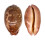 CYPRAEIDAE LEPOCYPRAEA MAPPA PANERYTHRA shell