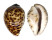CYPRAEIDAE CYPRAEA TIGRIS shell