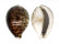 CYPRAEIDAE CYPRAEA TIGRIS shell