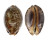 CYPRAEIDAE MAURITIA ARABICA shell