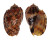 HARPIDAE HARPA HARPA shell