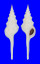 FASCIOLARIIDAE FUSINUS LONGISSIMUS shell