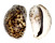 CYPRAEIDAE CYPRAEA TIGRIS shell