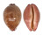 CYPRAEIDAE LEPOCYPRAEA MAPPA PANERYTHRA shell