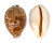CYPRAEIDAE LEPOCYPRAEA MAPPA shell