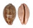 CYPRAEIDAE LEPOCYPRAEA MAPPA shell