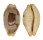 CYPRAEIDAE BISTOLIDA STOLIDA STOLIDA shell