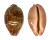CYPRAEIDAE LEPOCYPRAEA MAPPA PANERYTHRA shell