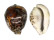 CYPRAEIDAE CYPRAEA TIGRIS shell