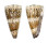CONIDAE CONUS IMPERIALIS shell