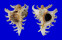 MURICIDAE CHICOREUS RAMOSUS shell