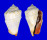 STROMBIDAE STROMBUS LUHUANUS shell
