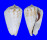 STROMBIDAE STROMBUS LUHUANUS shell