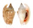 STROMBIDAE STROMBUS BULLA shell