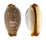 CYPRAEIDAE STAPHYLEA LIMACINA shell