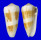 CONIDAE CONUS MAGUS RAPHANUS shell