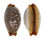CYPRAEIDAE STAPHYLEA LIMACINA shell