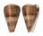 CONIDAE CONUS LOROISII INSIGNIS shell