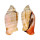 STROMBIDAE STROMBUS LUHUANUS shell
