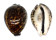 CYPRAEIDAE CYPRAEA TIGRIS shell