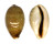 CYPRAEIDAE CYPRAEA VITELLUS shell