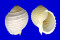 TONNIDAE TONNA ALLIUM shell