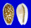 CYPRAEIDAE CYPRAEA CRIBRARIA shell