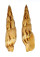 MITRIDAE MITRA INCOMPTA shell