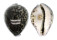 CYPRAEIDAE CYPRAEA TIGRIS shell