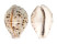 CYPRAEIDAE CYPRAEA TIGRIS PARDALIS shell