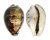 CYPRAEIDAE CYPRAEA TIGRIS shell