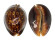 CYPRAEIDAE MAURITIA MAURITIANA shell