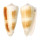 CONIDAE CONUS MAGUS RAPHANUS shell