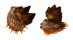 SPONDYLIDAE SPONDYLUS ECHINATUS ZONALIS shell