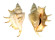 STROMBIDAE LAMBIS LAMBIS shell