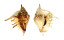 STROMBIDAE LAMBIS LAMBIS shell