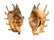 STROMBIDAE LAMBIS LAMBIS shell