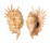 STROMBIDAE LAMBIS MILLEPEDA shell