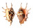 STROMBIDAE LAMBIS LAMBIS shell