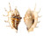 STROMBIDAE LAMBIS LAMBIS shell