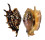 STROMBIDAE LAMBIS LAMBIS shell