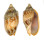 VOLUTIDAE CYMBIOLA VESPERTILIO shell