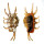 STROMBIDAE LAMBIS SCORPIO shell