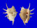 STROMBIDAE LAMBIS LAMBIS shell