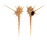 MURICIDAE MUREX TENUIROSTRUM shell