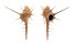 MURICIDAE MUREX TENUIROSTRUM shell