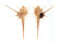 MURICIDAE MUREX TENUIROSTRUM shell